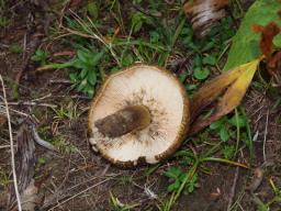 Lactarius turpis