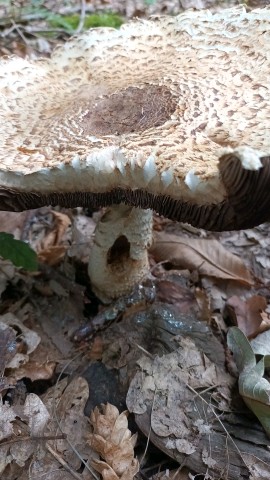 Agaricus augustus