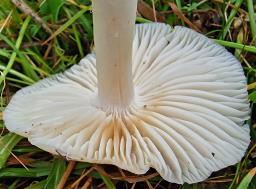 Cuphophyllus fornicatus