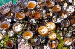 Crucibulum laeve