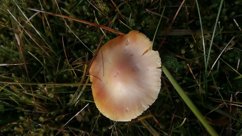 Hygrocybe punicea