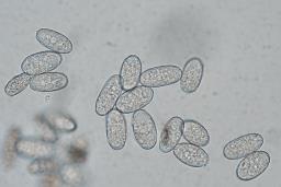 Erysiphe australiana