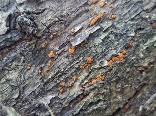 Cryphonectria parasitica