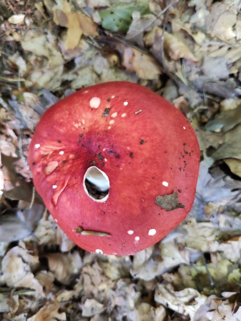 Russula paludosa
