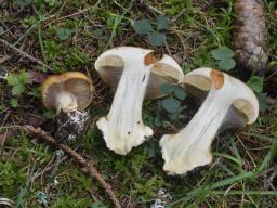 Calonarius elegantior