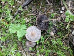 Panaeolus reticulatus