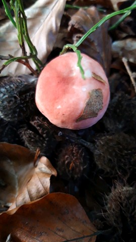 Russula emetica