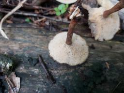 Lentinus arcularius