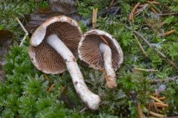 Inocybe whitei