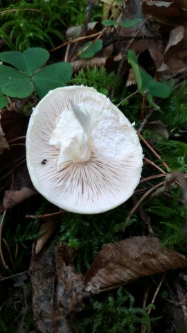 Agaricus sylvicola