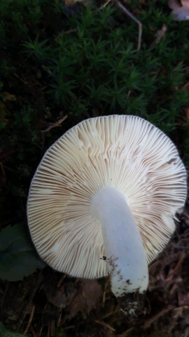 Russula grisea