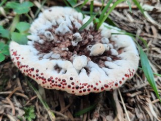 Hydnellum peckii