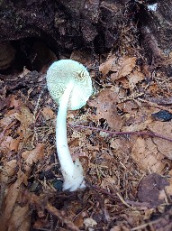 Volvariella murinella