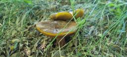 Neoboletus xanthopus