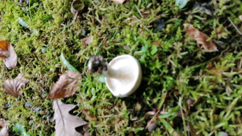 Entoloma rhodopolium