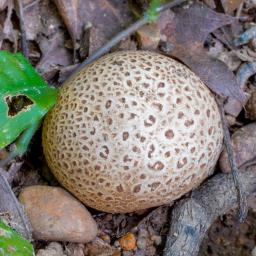 Scleroderma citrinum