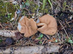 Gyromitra leucoxantha