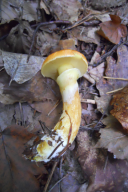 Suillus grevillei