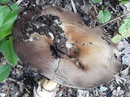Agaricus bitorquis
