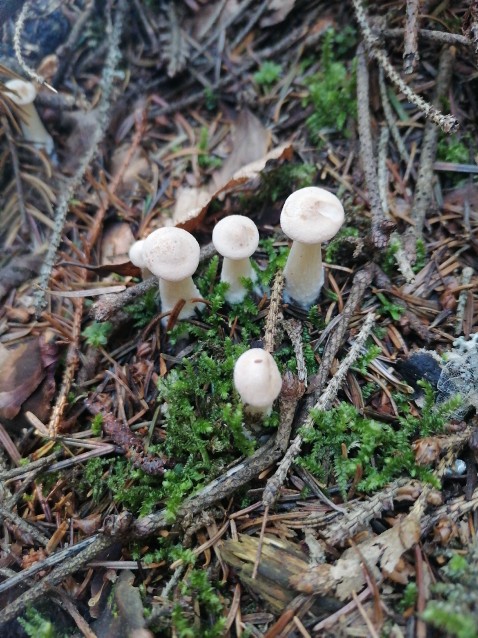 Infundibulicybe gibba