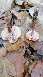 Laccaria proxima