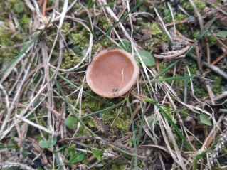 Gyromitra leucoxantha