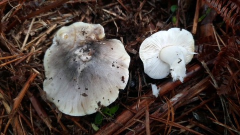 Tricholoma viridilutescens