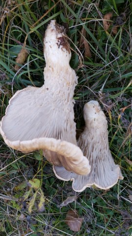 Pleurotus nebrodensis