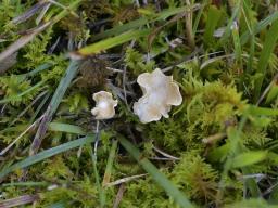 Cantharellopsis prescotii