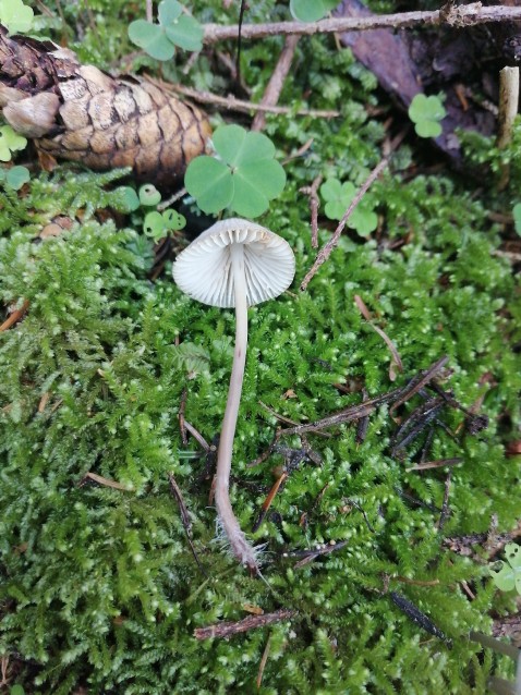 Marasmiellomycena omphaliiformis