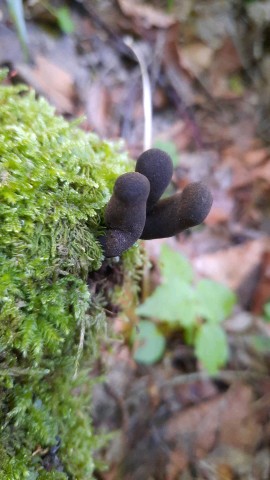 Xylaria polymorpha