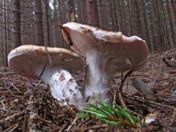 Cortinarius claricolor