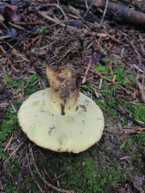 Butyriboletus appendiculatus