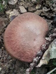 Phylloporus rhodoxanthus