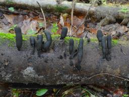 Xylaria polymorpha