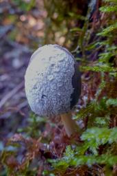 Coprinopsis lagopides