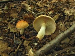 Pholiota lubrica