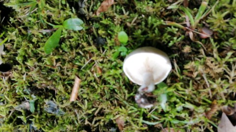 Entoloma rhodopolium