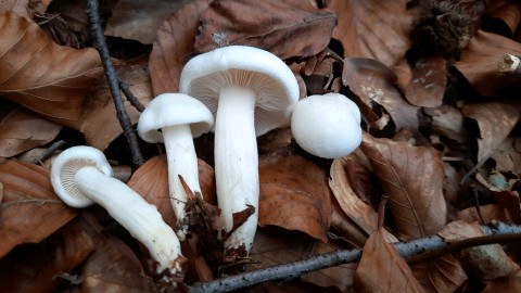 Hygrophorus discoxanthus