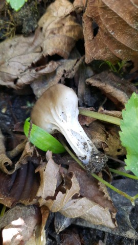 Helvella acetabulum