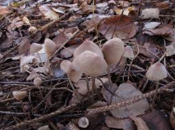 Mycena filopes