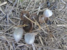 Psathyrella potteri