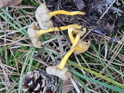 Craterellus lutescens