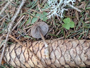 Mycena strobilicola