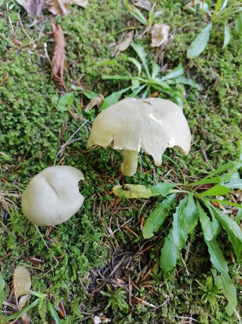 Entoloma rhodopolium