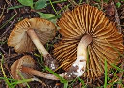 Inocybe nitidiuscula