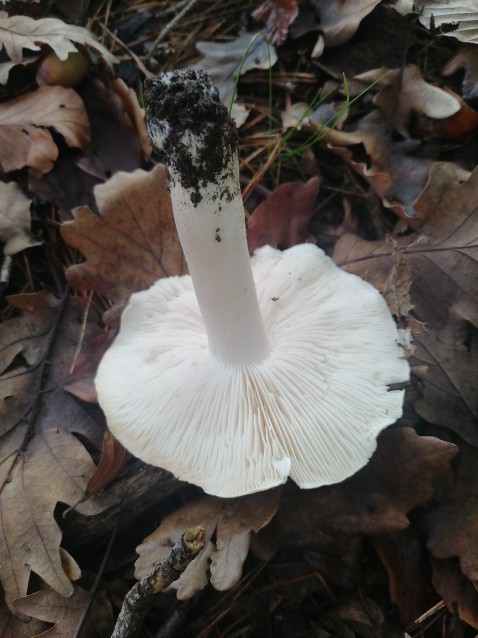 Tricholoma columbetta