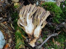 Ramaria spinulosa