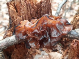 Phaeotremella frondosa