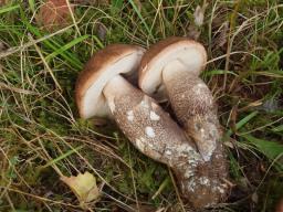 Leccinum duriusculum